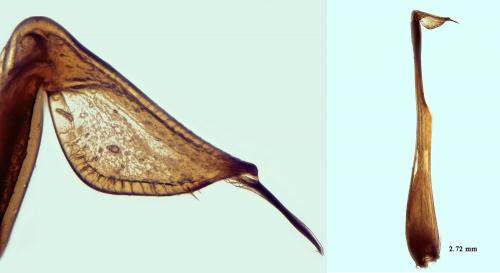Réf. 268 764 : Phalangium opilio